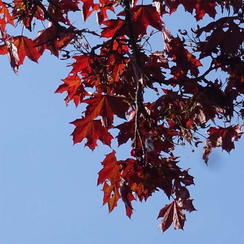 Arce real Royal Red - Acer platanoides (Follaje)