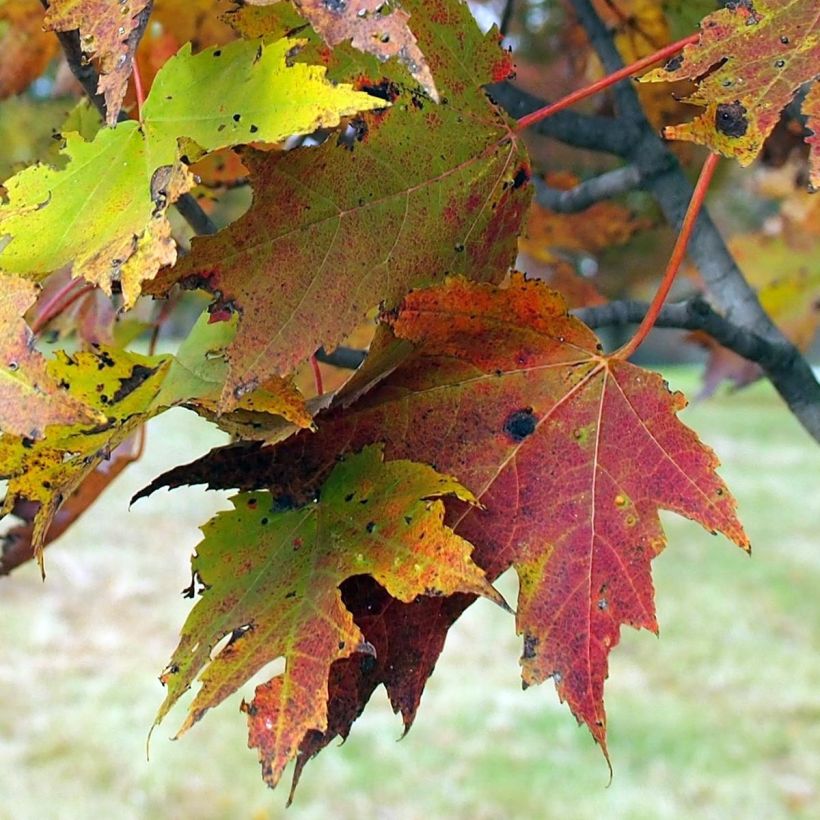 Acer rubrum Armstrong (Follaje)