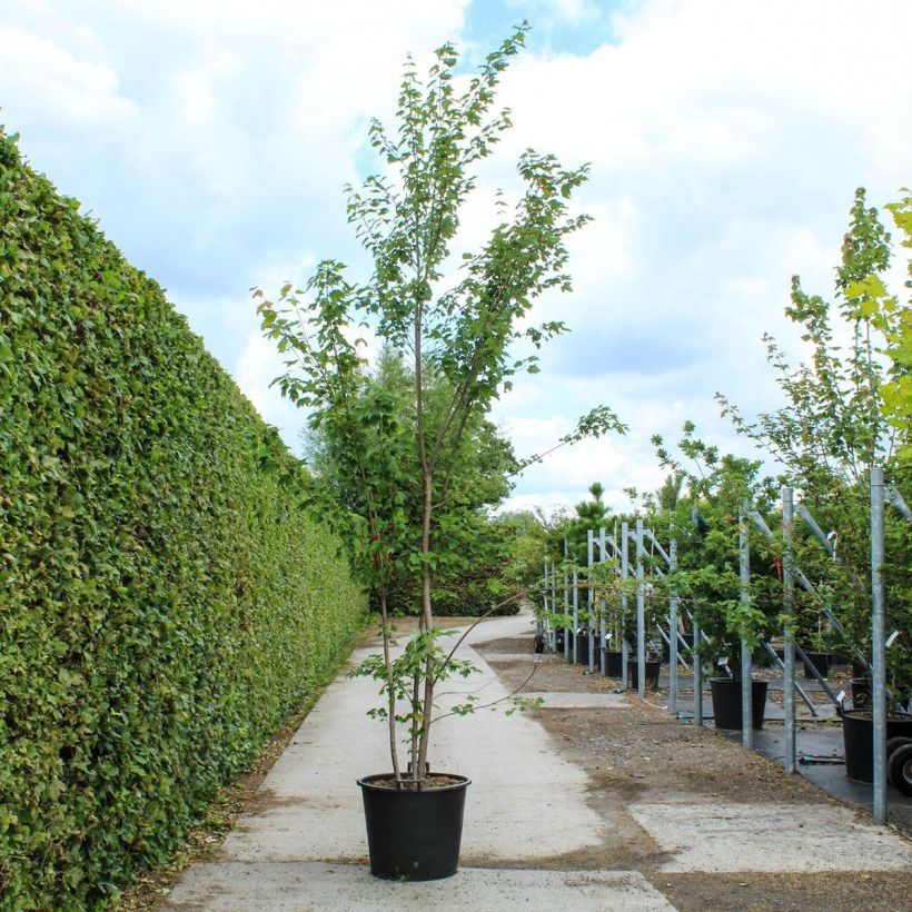 Arce de Canadá - Acer rubrum Contenedor 80L/90L Ejemplar entregado en la primavera