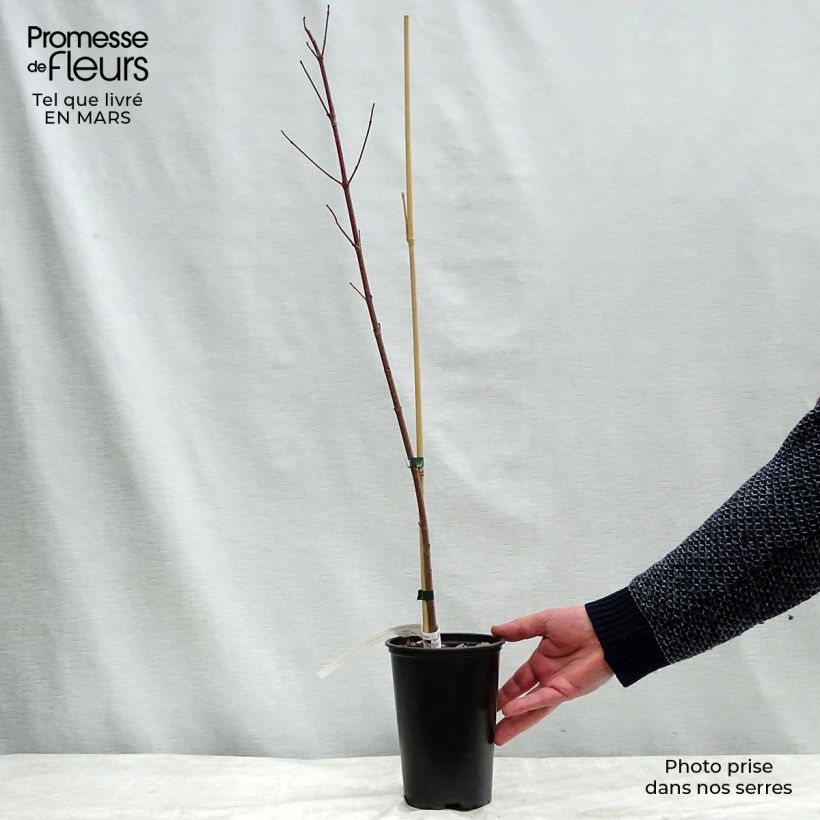 Acer rubrum Redpointe Maceta 1L/1,5L Ejemplar entregado en invierno