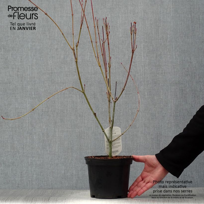 Acer rufinerve Maceta 4L/5L Ejemplar entregado en invierno