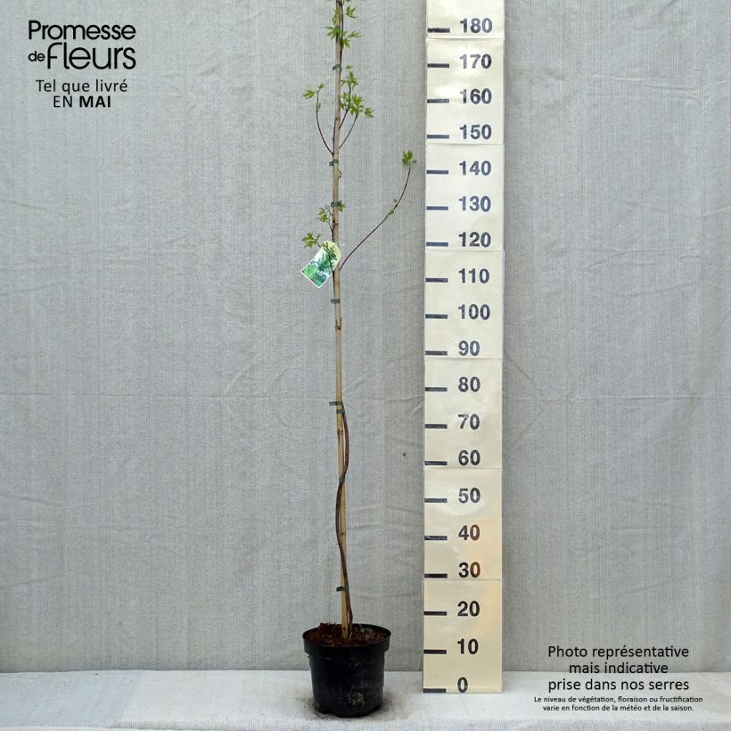 Acer saccharinum Laciniatum Wieri Maceta 3L/4L Ejemplar entregado en la primavera