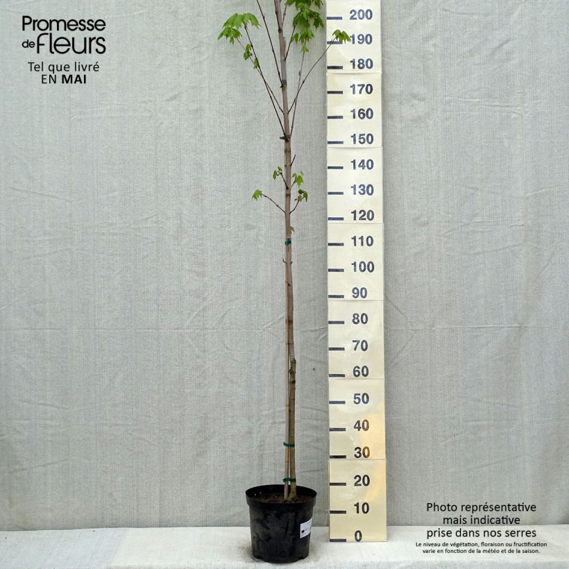 Acer saccharum - Arce azucarero Maceta 7,5L/10L Ejemplar entregado en la primavera