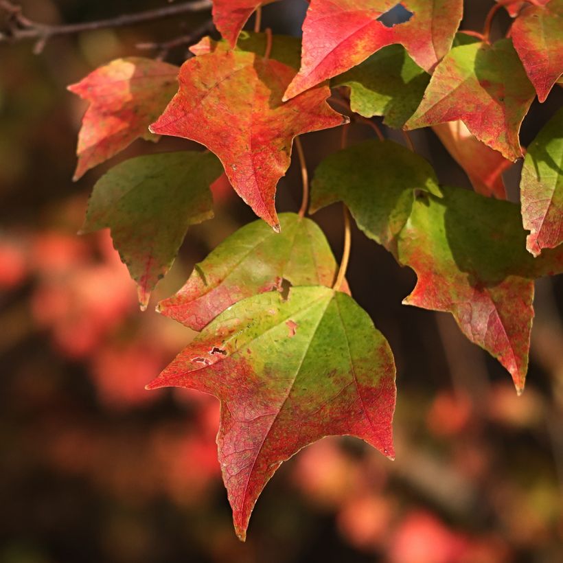 Acer buergerianum (semillas) - Arce tridente (Follaje)