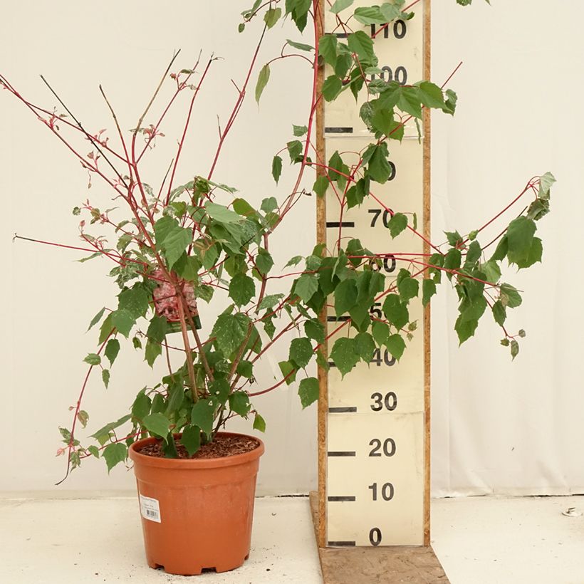 Acer conspicuum Red Flamingo Maceta 7,5L/10L Ejemplar entregado en la primavera