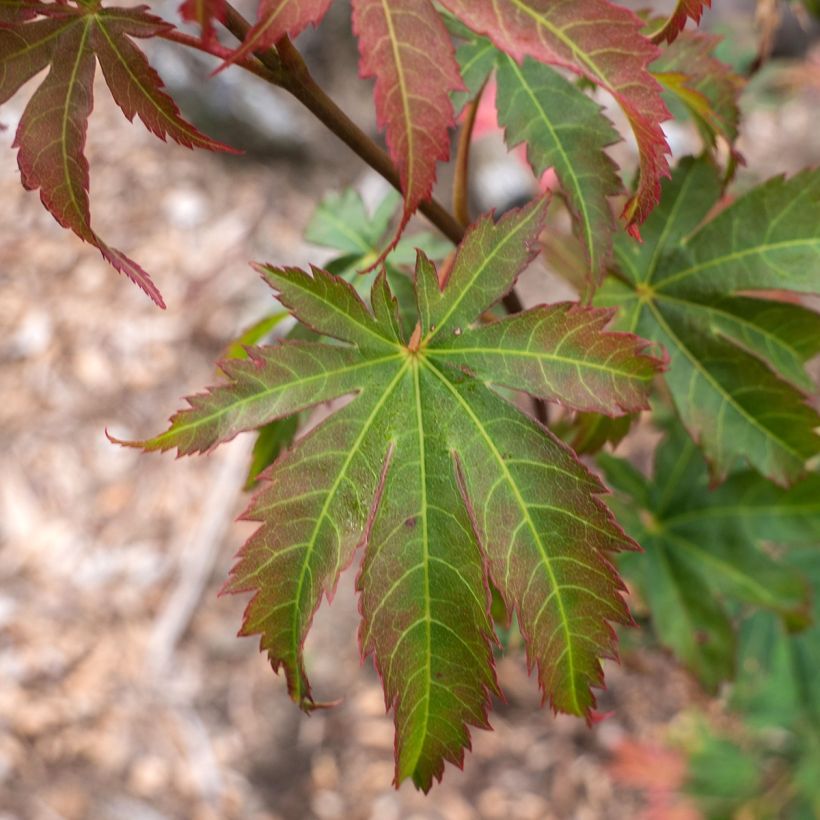 Acer pseudosieboldianum North Wind (Follaje)