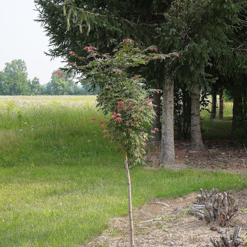 Acer pseudosieboldianum North Wind (Porte)