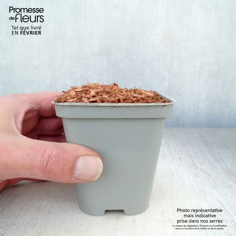 Levístico - Levisticum officinale Maceta de 8/9 cm Ejemplar entregado en invierno