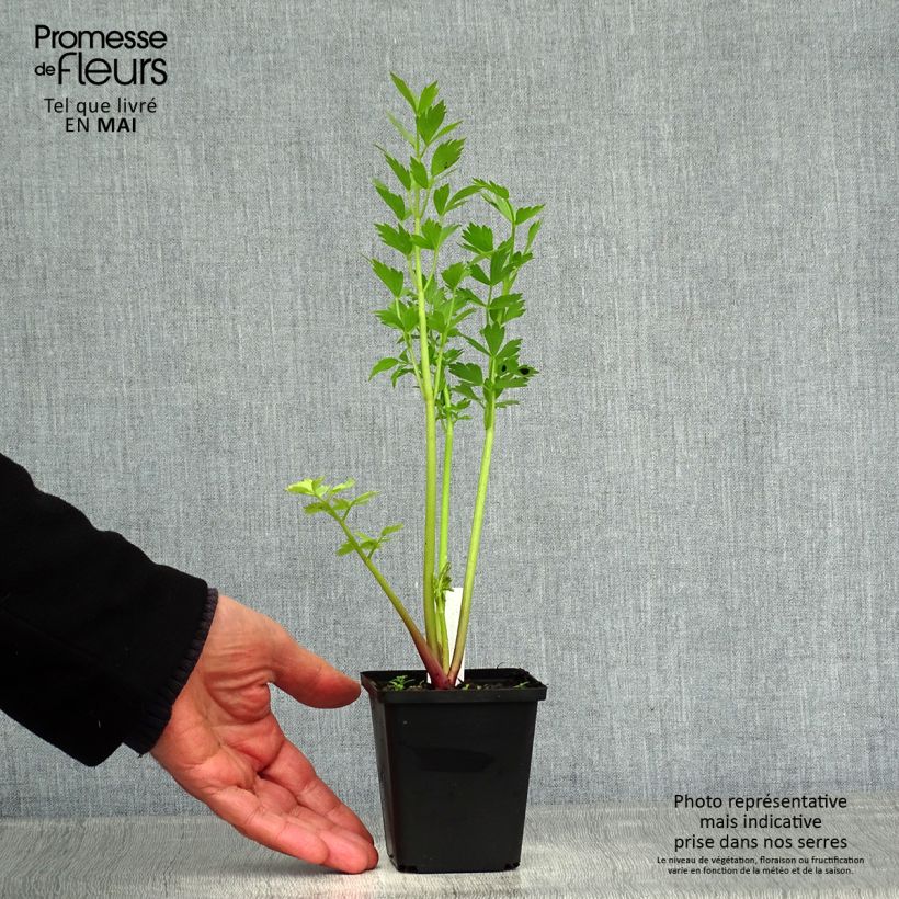 Levístico - Levisticum officinale Maceta de 8/9 cm Ejemplar entregado en la primavera