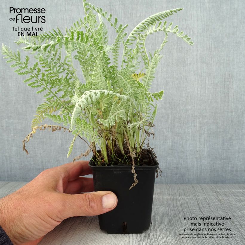 Achillea clypeolata - Milenrama Maceta de 8/9 cm Ejemplar entregado en la primavera