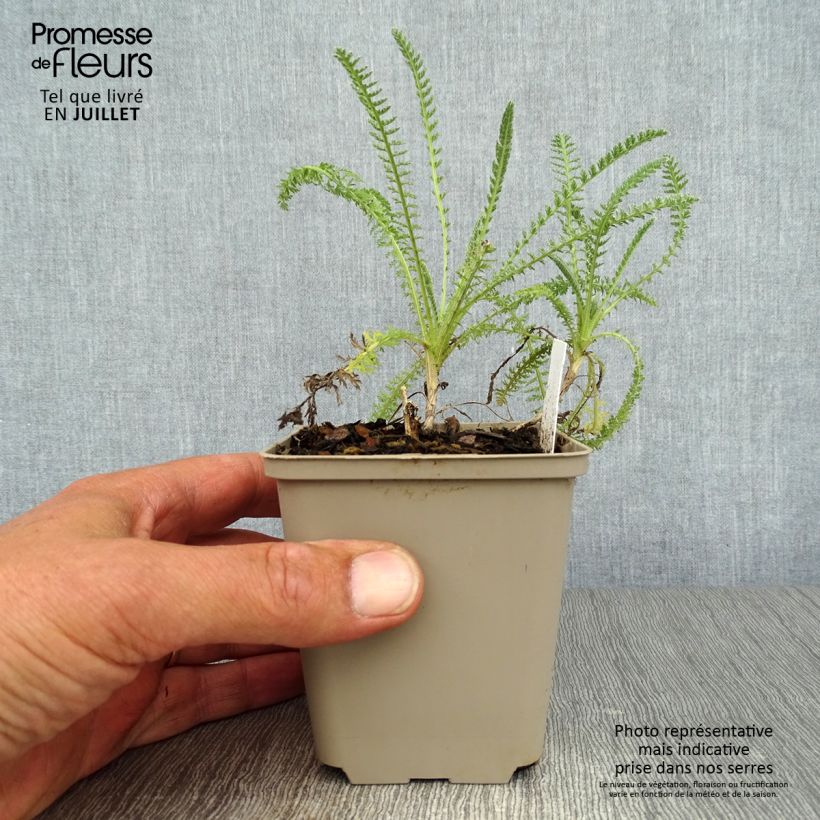 Ejemplar de Achillea Little Moonshine - Milenrama Maceta de 8/9 cm entregado en verano