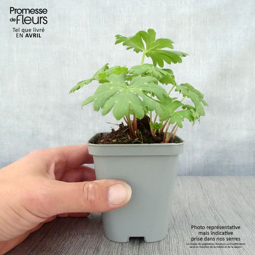 Achillea Little Moonshine - Milenrama Maceta de 8/9 cm Ejemplar entregado en la primavera