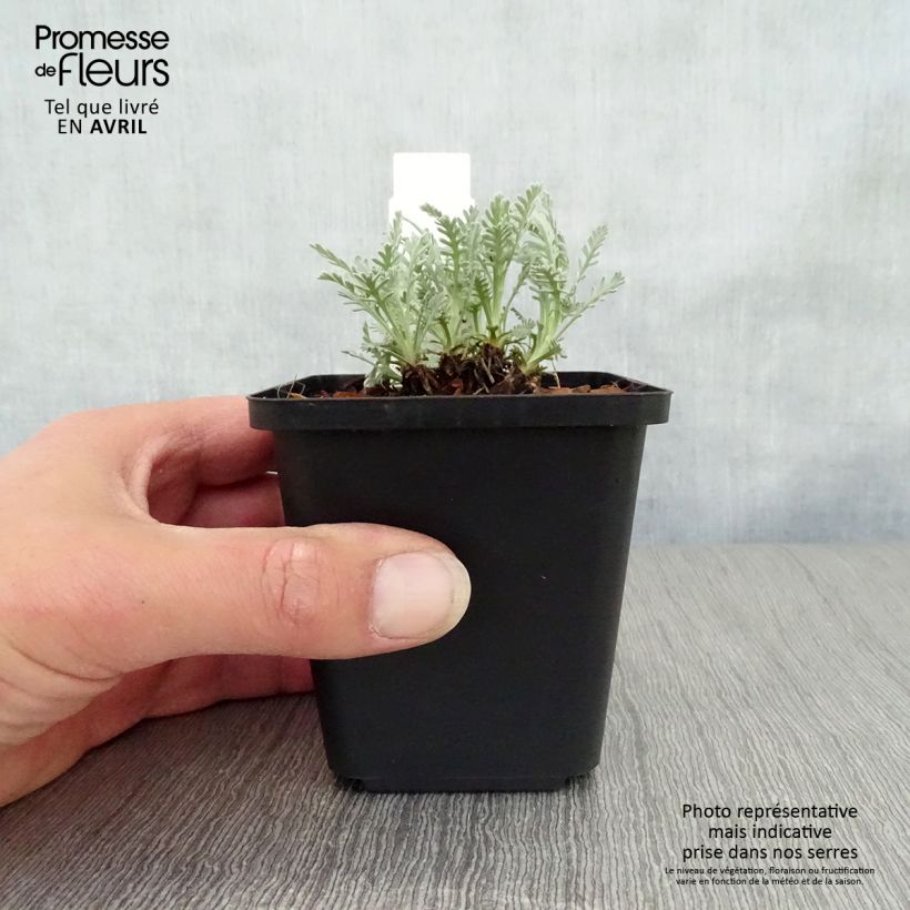 Achillea kellereri - Milenrama Maceta de 8/9 cm Ejemplar entregado en la primavera