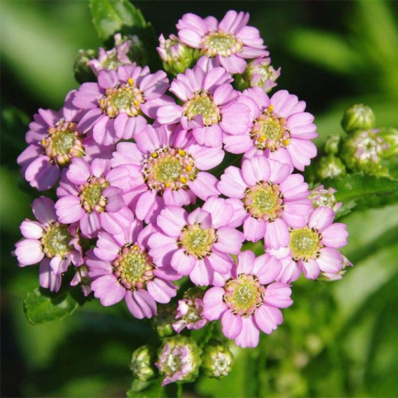 Achillea sibirica var. camtschatica Love Parade (Floración)