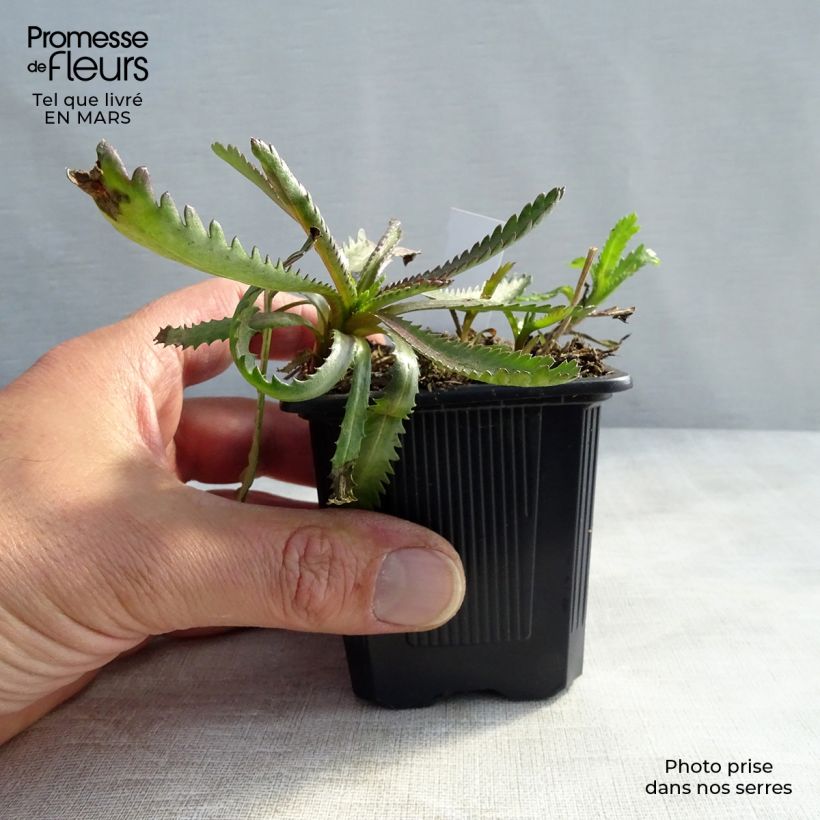 Achillea sibirica var. camtschatica Love Parade Maceta de 8/9 cm Ejemplar entregado en invierno