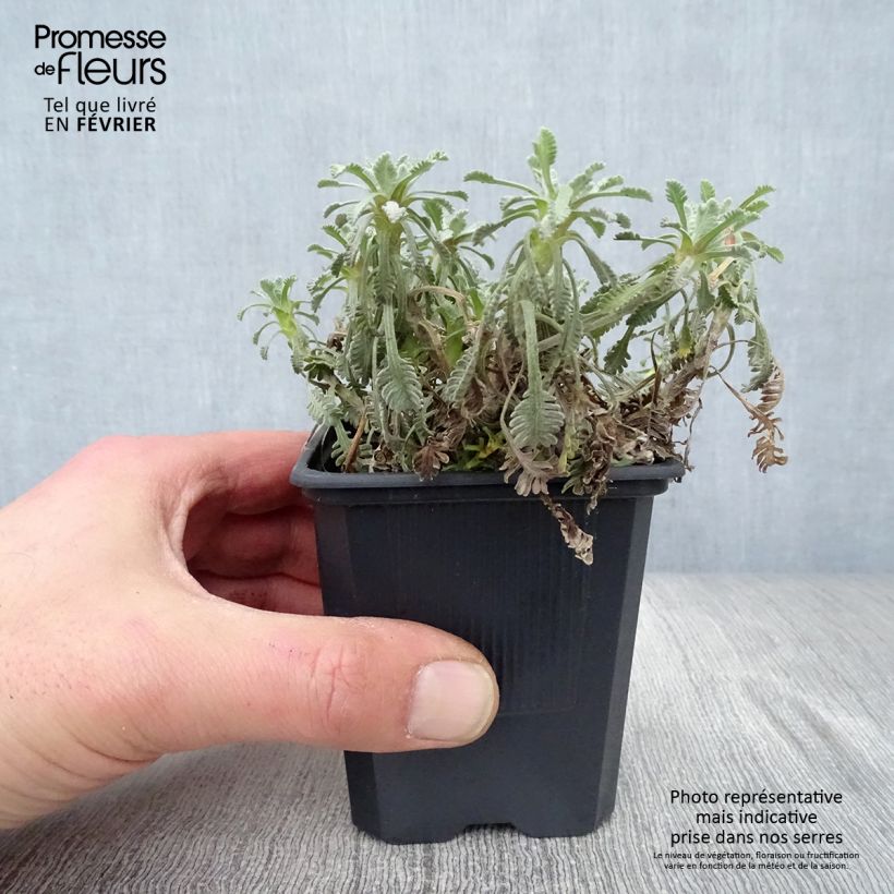 Achillea umbellata - Milenrama Maceta de 8/9 cm Ejemplar entregado en invierno