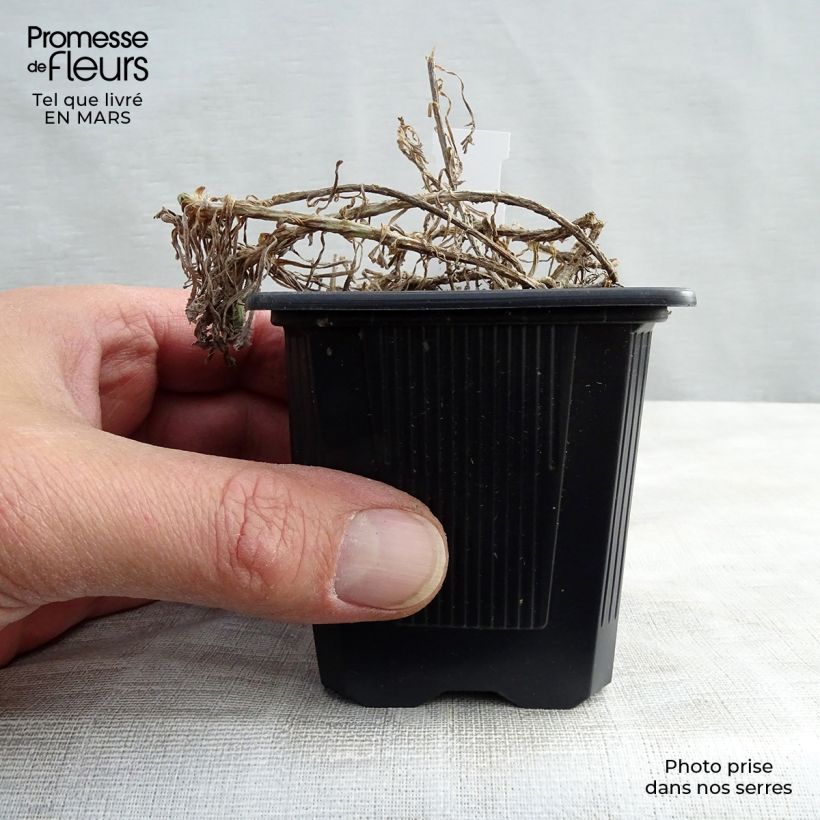 Achillea umbellata - Milenrama Maceta de 8/9 cm Ejemplar entregado en la primavera