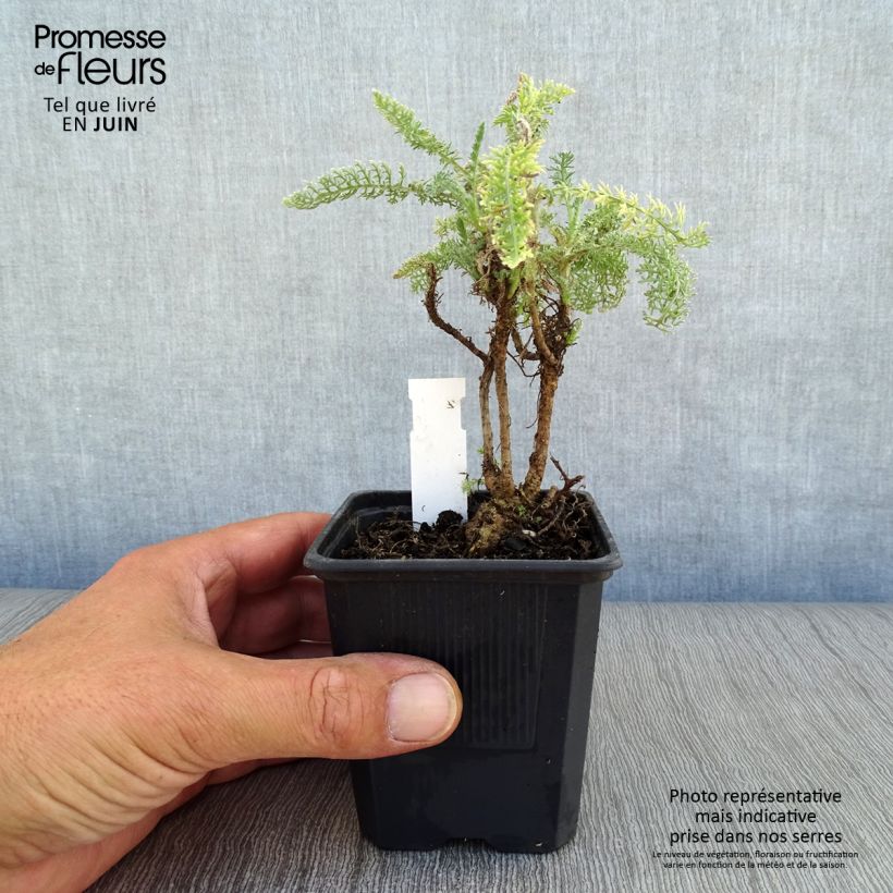 Ejemplar de Achillea crithmifolia - Milenrama Maceta de 8/9 cm entregado en verano