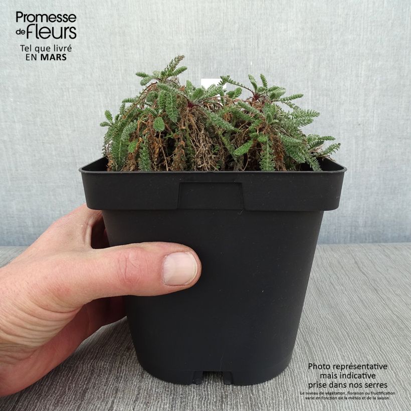 Achillea crithmifolia - Milenrama Maceta 2L/3L Ejemplar entregado en invierno