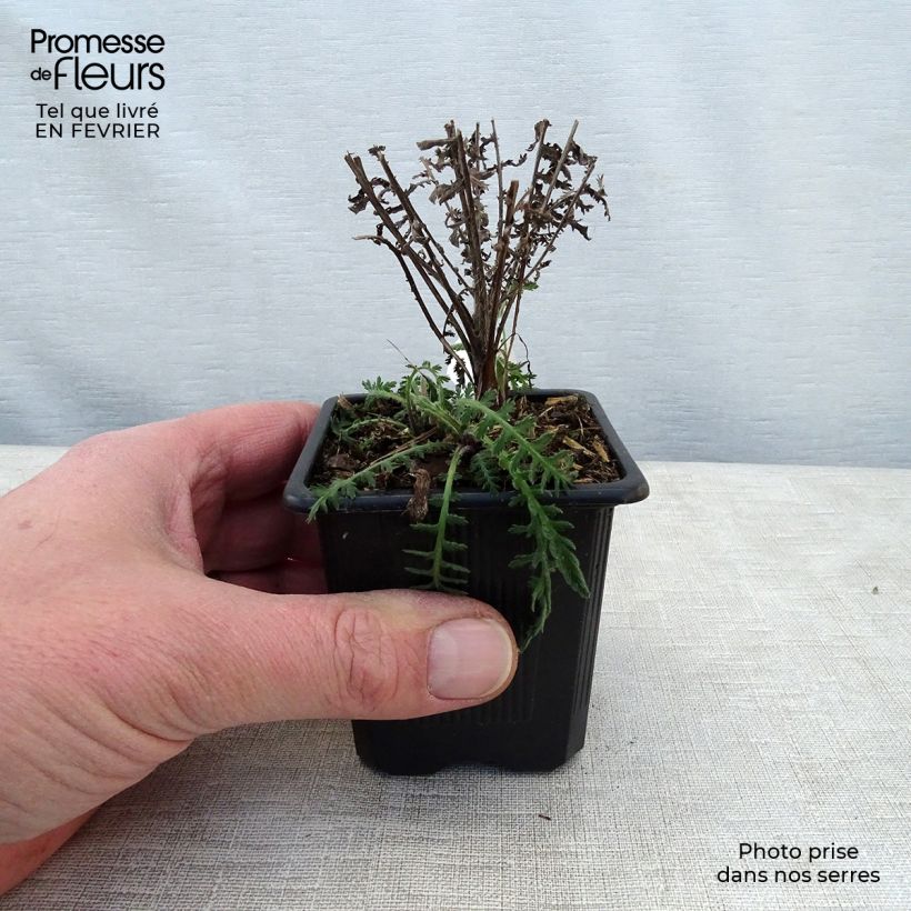 Achillea filipendulina Parker's Variety - Aquilea amarilla Maceta de 8/9 cm Ejemplar entregado en invierno