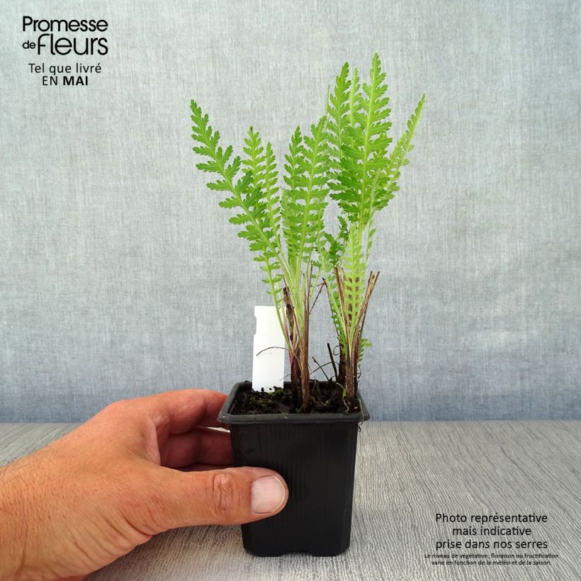 Achillea filipendulina Parker's Variety - Aquilea amarilla Maceta de 8/9 cm Ejemplar entregado en la primavera