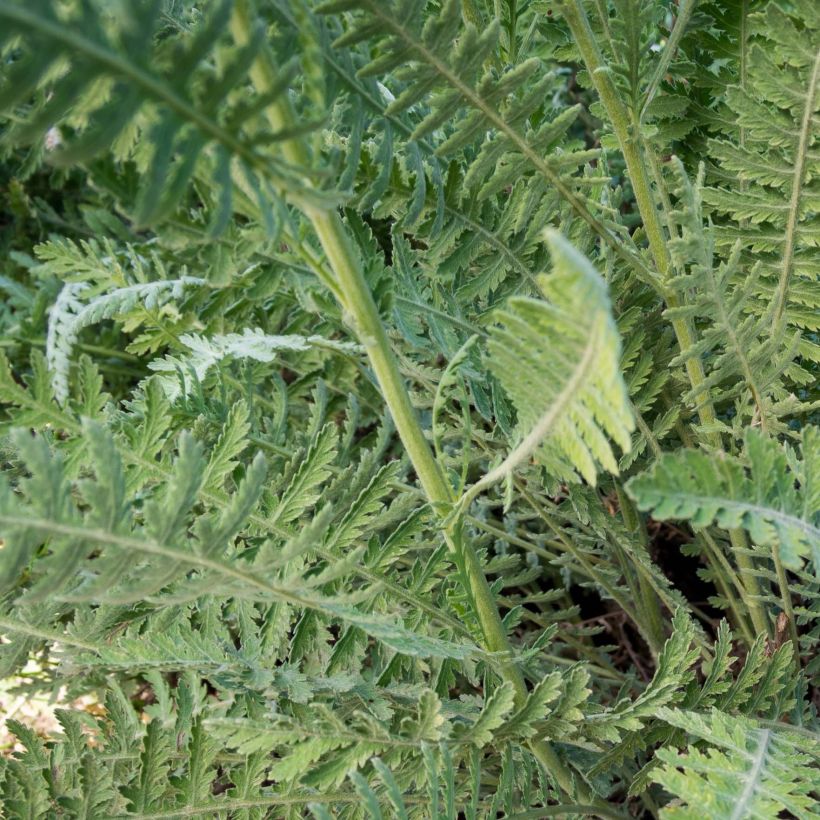 Achillea Coronation Gold - Milenrama (Follaje)