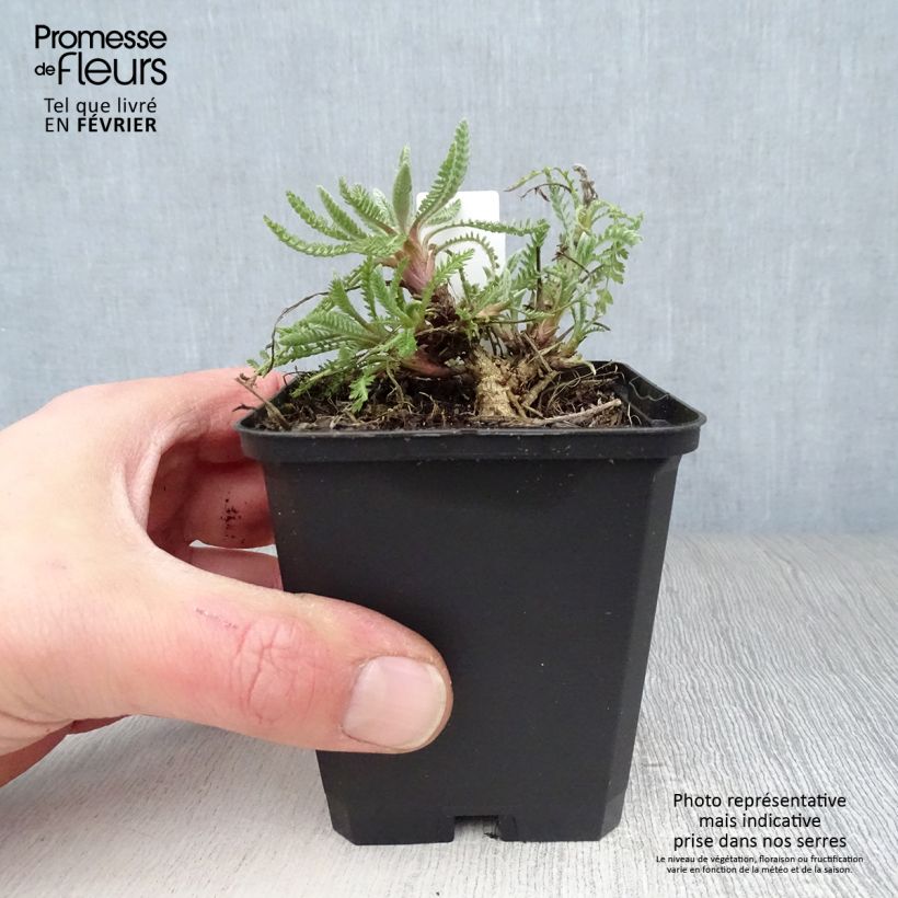 Achillea Coronation Gold - Milenrama Maceta de 8/9 cm Ejemplar entregado en invierno