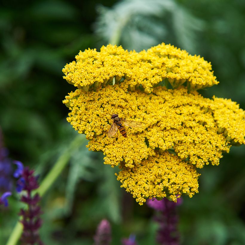 Achillea Coronation Gold - Milenrama (Floración)