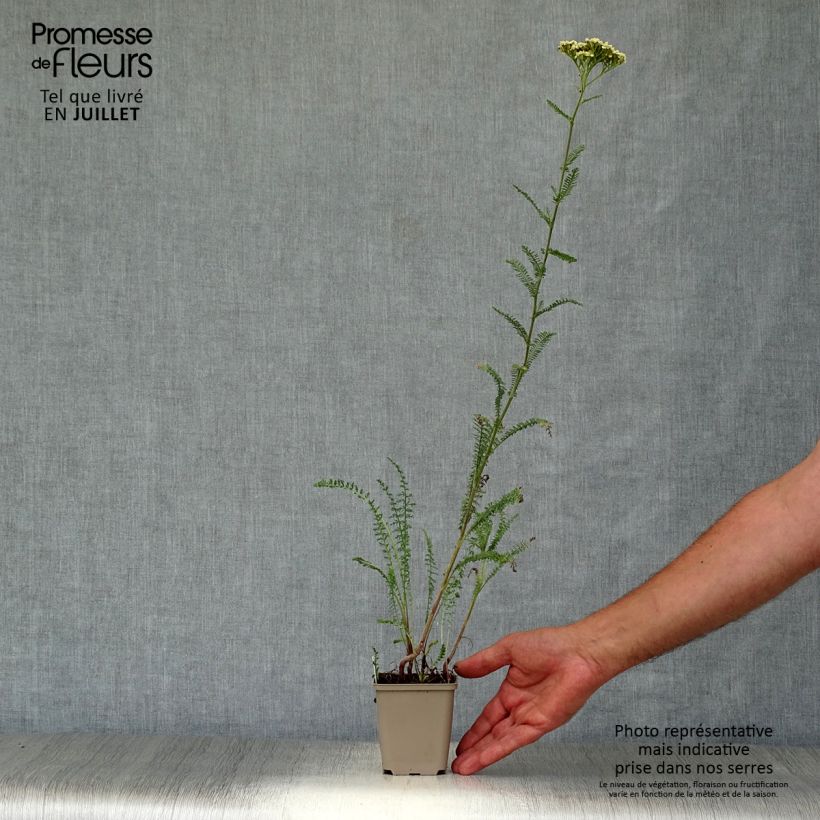 Ejemplar de Achillea Credo - Milenrama Maceta de 8/9 cm entregado en verano