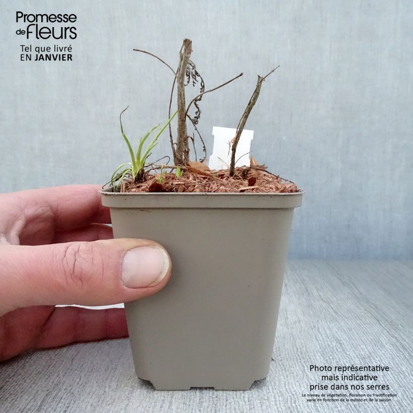 Achillea Credo - Milenrama Maceta de 8/9 cm Ejemplar entregado en invierno