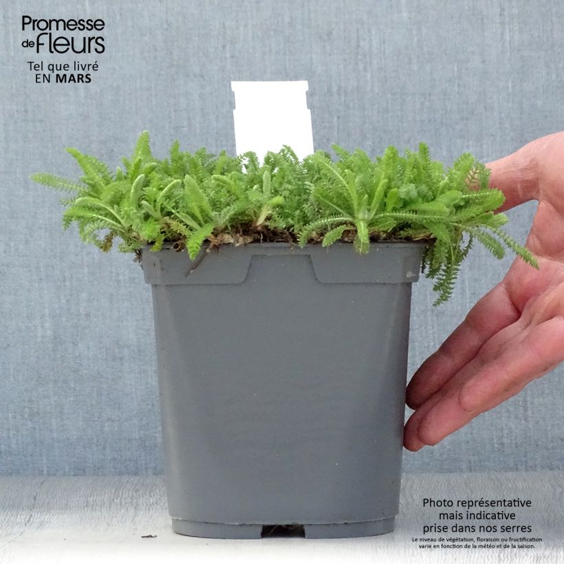 Milenrama Desert Eve Red - Achillea millefolium Maceta 2L/3L Ejemplar entregado en la primavera