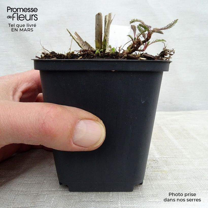 Achillea Hoffnung - Milenrama Maceta de 8/9 cm Ejemplar entregado en la primavera