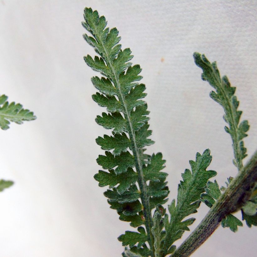 Achillea Moonshine - Milenrama (Follaje)