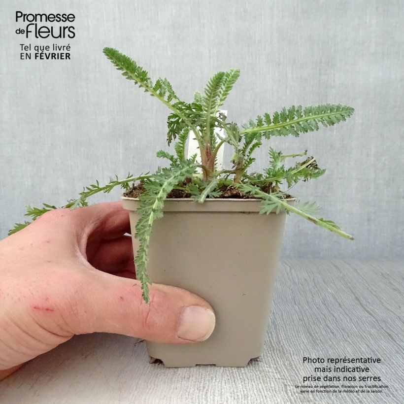 Achillea Moonshine - Milenrama Maceta de 8/9 cm Ejemplar entregado en invierno