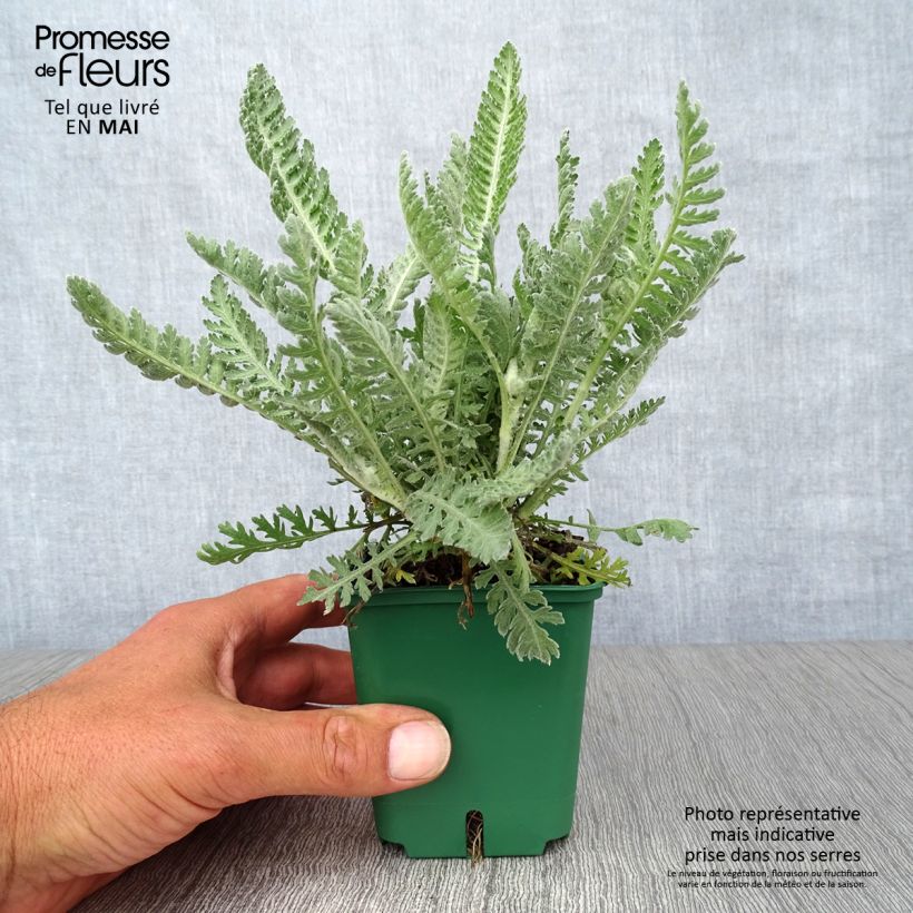 Achillea Moonshine - Milenrama Maceta de 8/9 cm Ejemplar entregado en la primavera