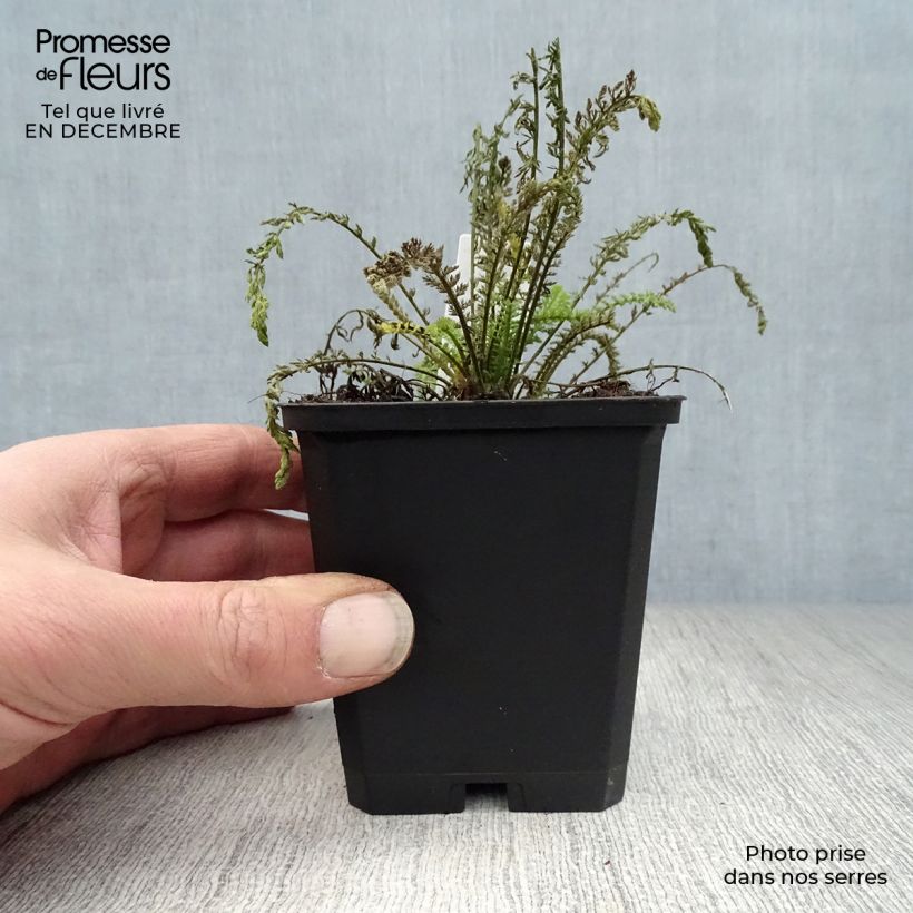 Milenrama Walter Funcke - Achillea millefolium Maceta de 8/9 cm Ejemplar entregado en invierno