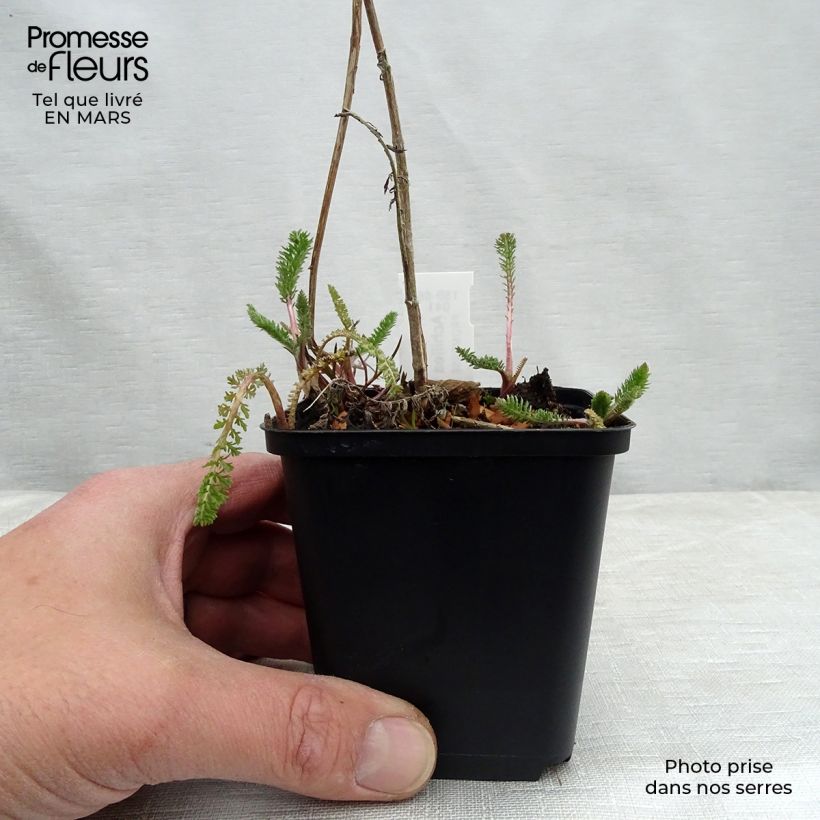 Achillea filipendulina Helios - Aquilea amarilla Maceta de 8/9 cm Ejemplar entregado en la primavera