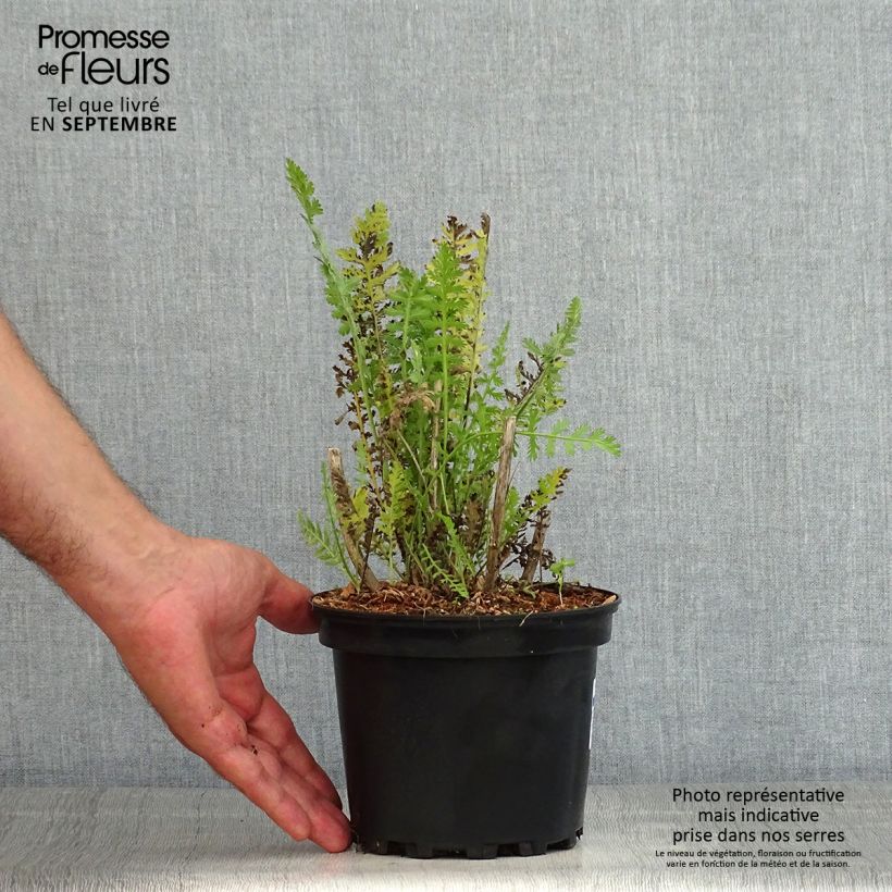 Ejemplar de Achillea fillipendulina Cloth of Gold - Aquilea amarilla Maceta 2L/3L entregado en verano