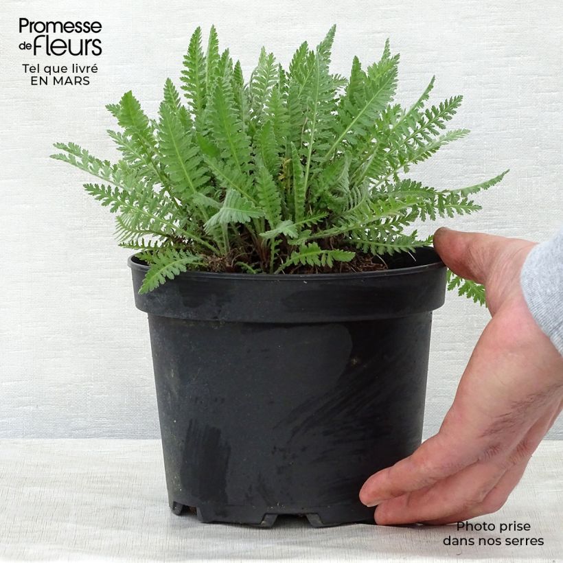 Achillea fillipendulina Cloth of Gold - Aquilea amarilla Maceta 2L/3L Ejemplar entregado en la primavera