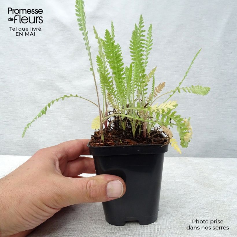 Achillea fillipendulina Cloth of Gold - Aquilea amarilla Maceta de 8/9 cm Ejemplar entregado en la primavera