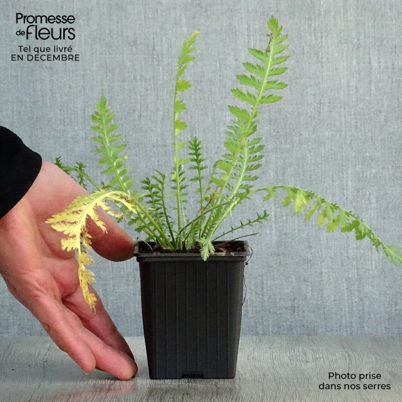 Achillea filipendulina Golden Plate - Aquilea amarilla Maceta de 7/8 cm Ejemplar entregado en invierno