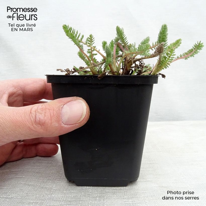 Milenrama Alabaster - Achillea millefolium Maceta de 8/9 cm Ejemplar entregado en la primavera