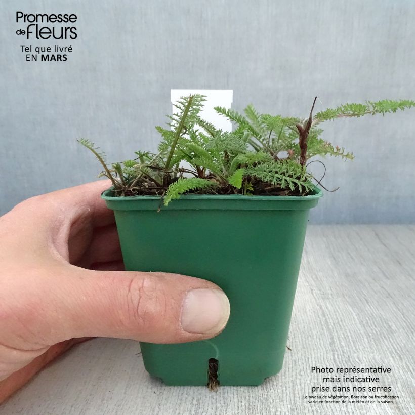 Milenrama Cassis - Achillea millefolium Maceta de 8/9 cm Ejemplar entregado en la primavera