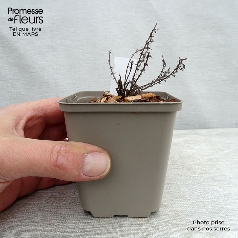 Milenrama Hannelore Pahl - Achillea millefolium Maceta de 8/9 cm Ejemplar entregado en invierno