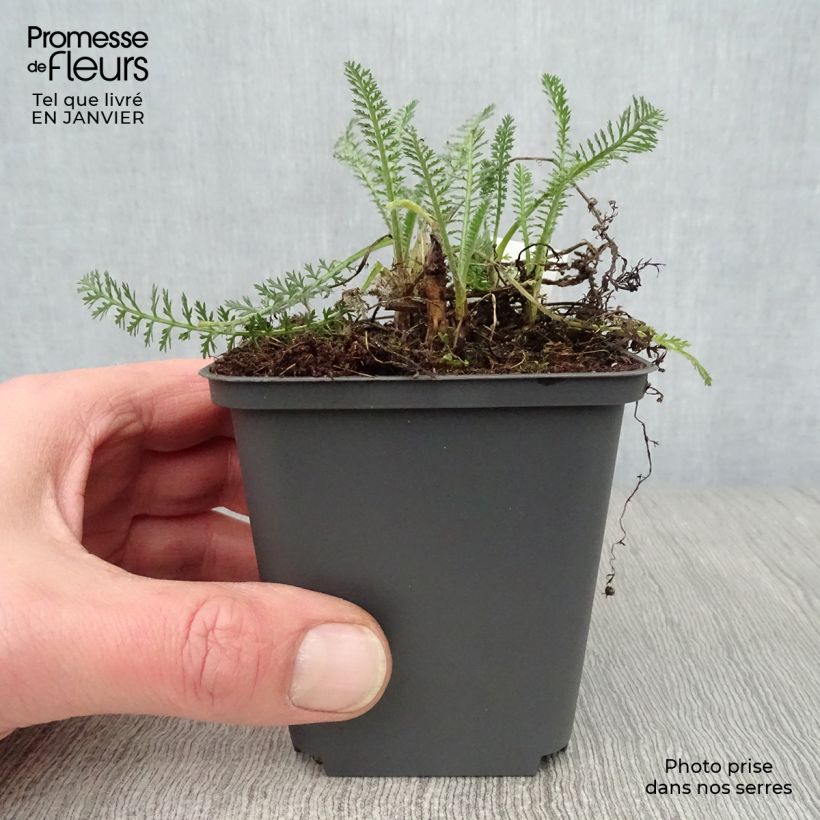 Milenrama Hymne - Achillea millefolium Maceta de 8/9 cm Ejemplar entregado en invierno