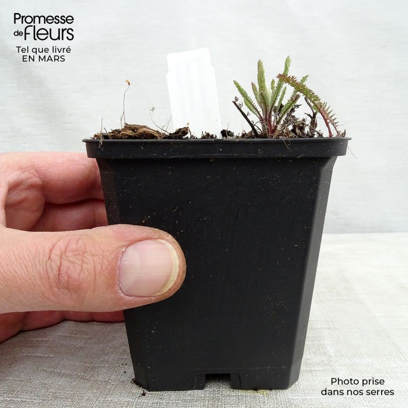 Milenrama Lachsschönheit - Achillea millefolium Maceta de 8/9 cm Ejemplar entregado en la primavera