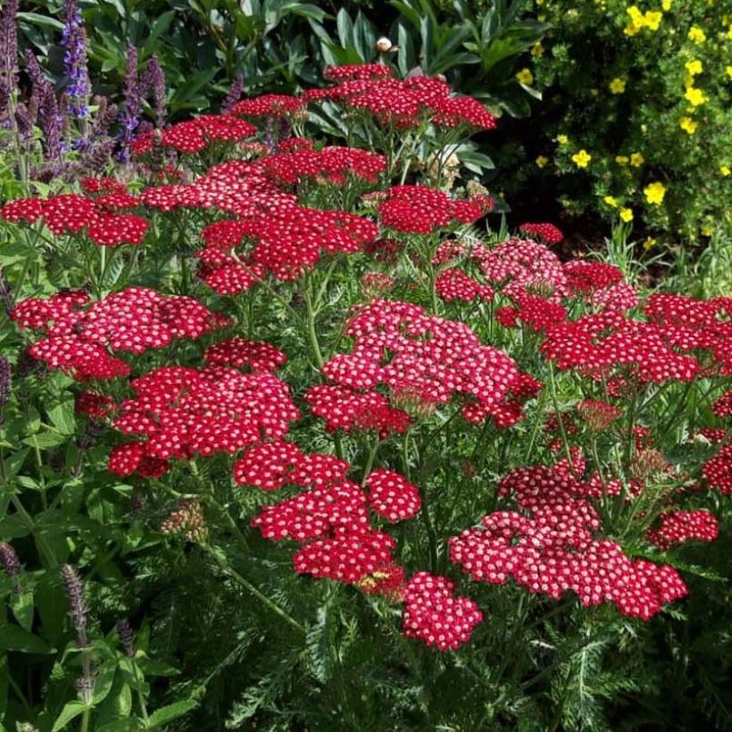 Milenrama Peggy Sue - Achillea millefolium (Floración)