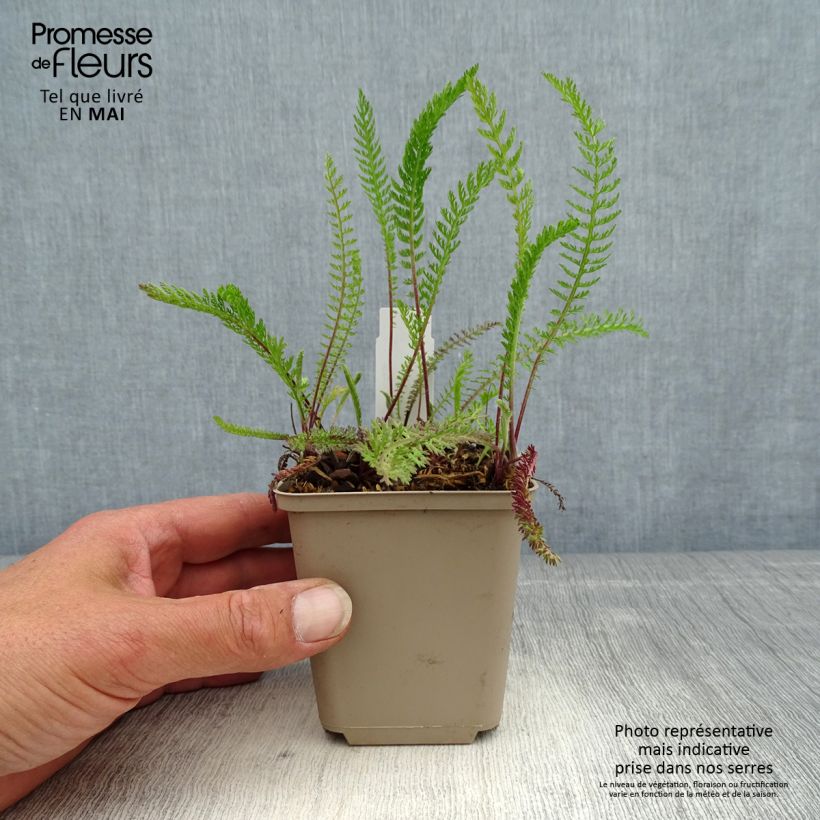 Milenrama Red Beauty - Achillea millefolium Maceta de 8/9 cm Ejemplar entregado en la primavera