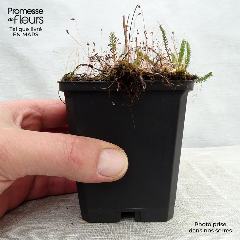 Milenrama Sammetriese - Achillea millefolium Maceta de 8/9 cm Ejemplar entregado en invierno