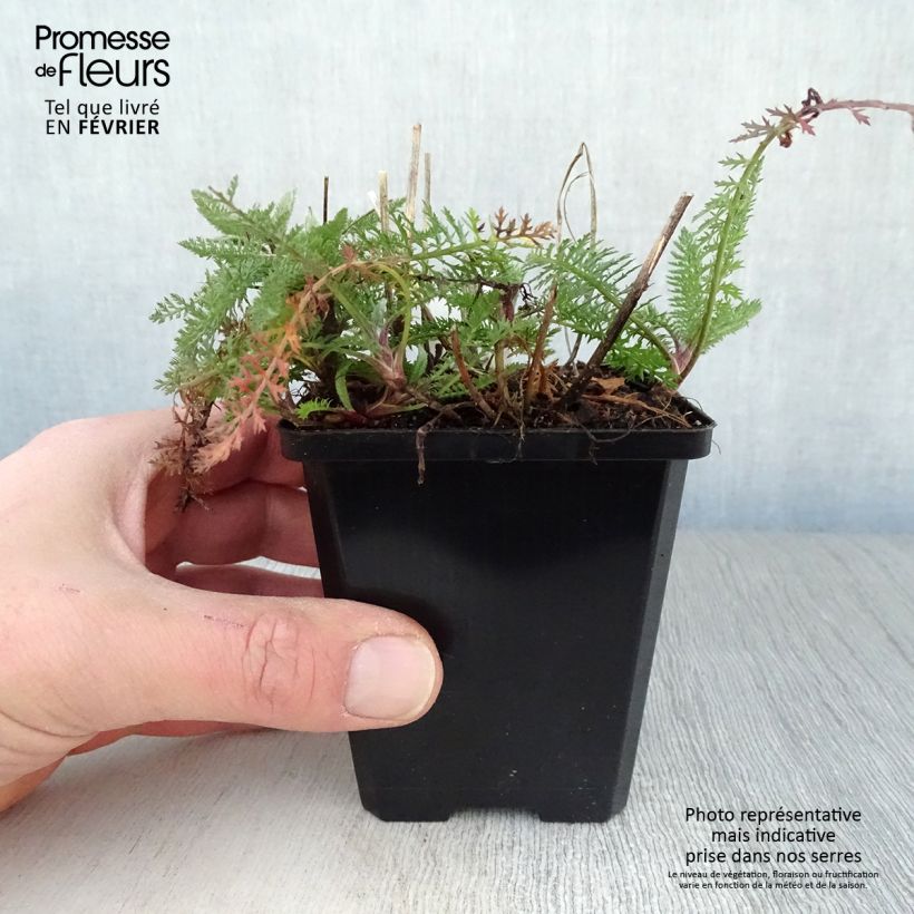 Milenrama Schneetaler - Achillea millefolium Maceta de 8/9 cm Ejemplar entregado en invierno